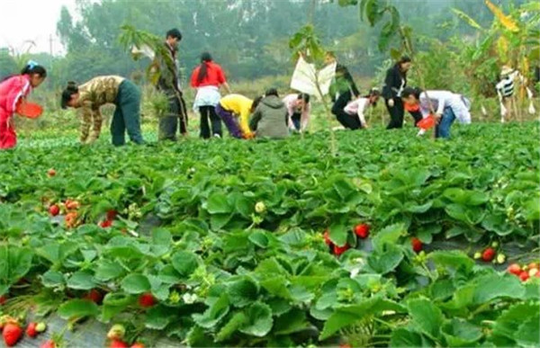 深圳九龍生態(tài)山莊端午節(jié)農(nóng)家樂(lè)活動(dòng)進(jìn)行時(shí)