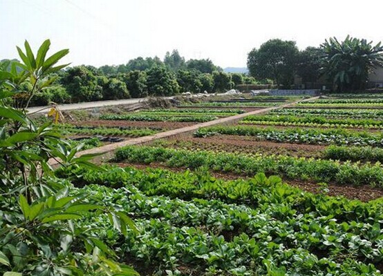 深圳九龍山生態(tài)園農(nóng)家樂(lè)一日游喜獲游客好評(píng)